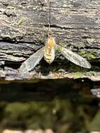 Слика од Erynia sepulchralis (Thaxt.) Remaud. & Hennebert 1980