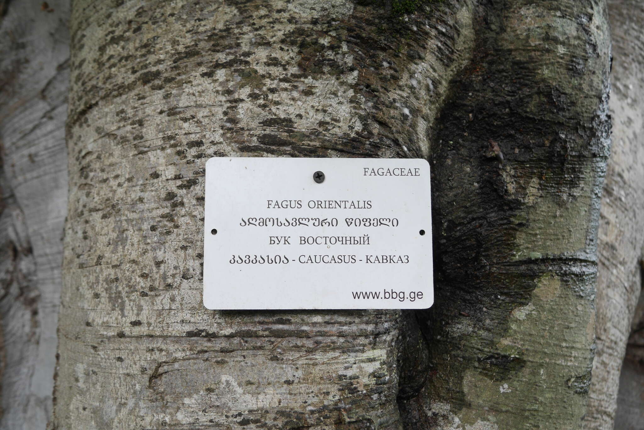 Слика од Fagus orientalis Lipsky