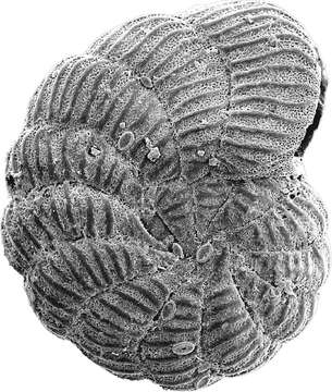 Image of Peneroplis pertusus (Forsskål ex Niebuhr 1775)