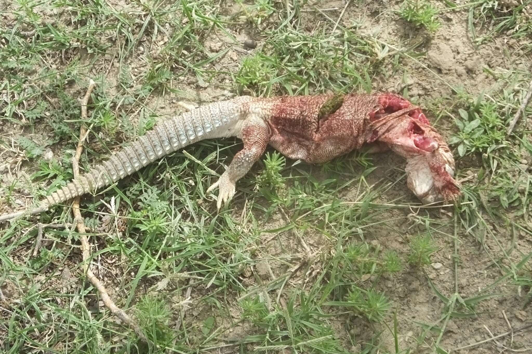 Image of Hardwick's spiny-tailed lizard