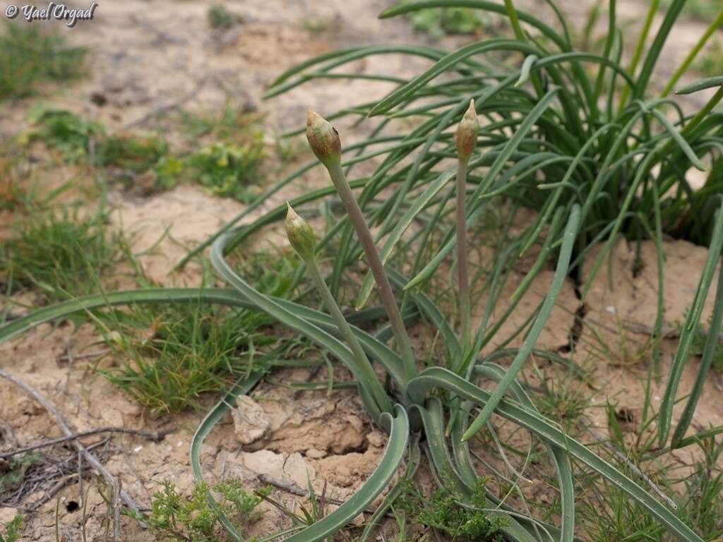 Image of Allium negevense Kollmann