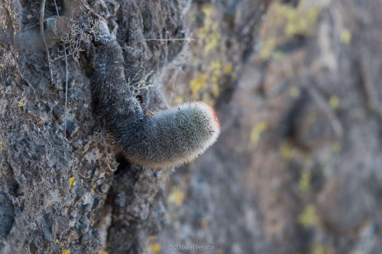 Image de Mammillaria spinosissima subsp. spinosissima