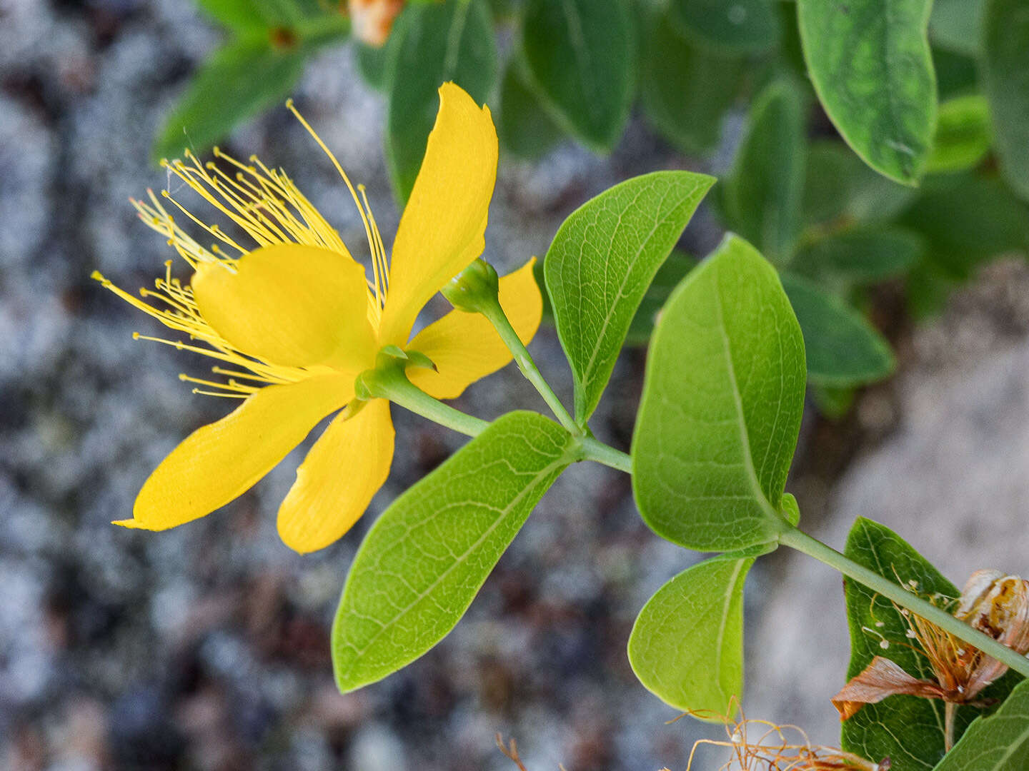 Image of Hypericum hircinum subsp. hircinum