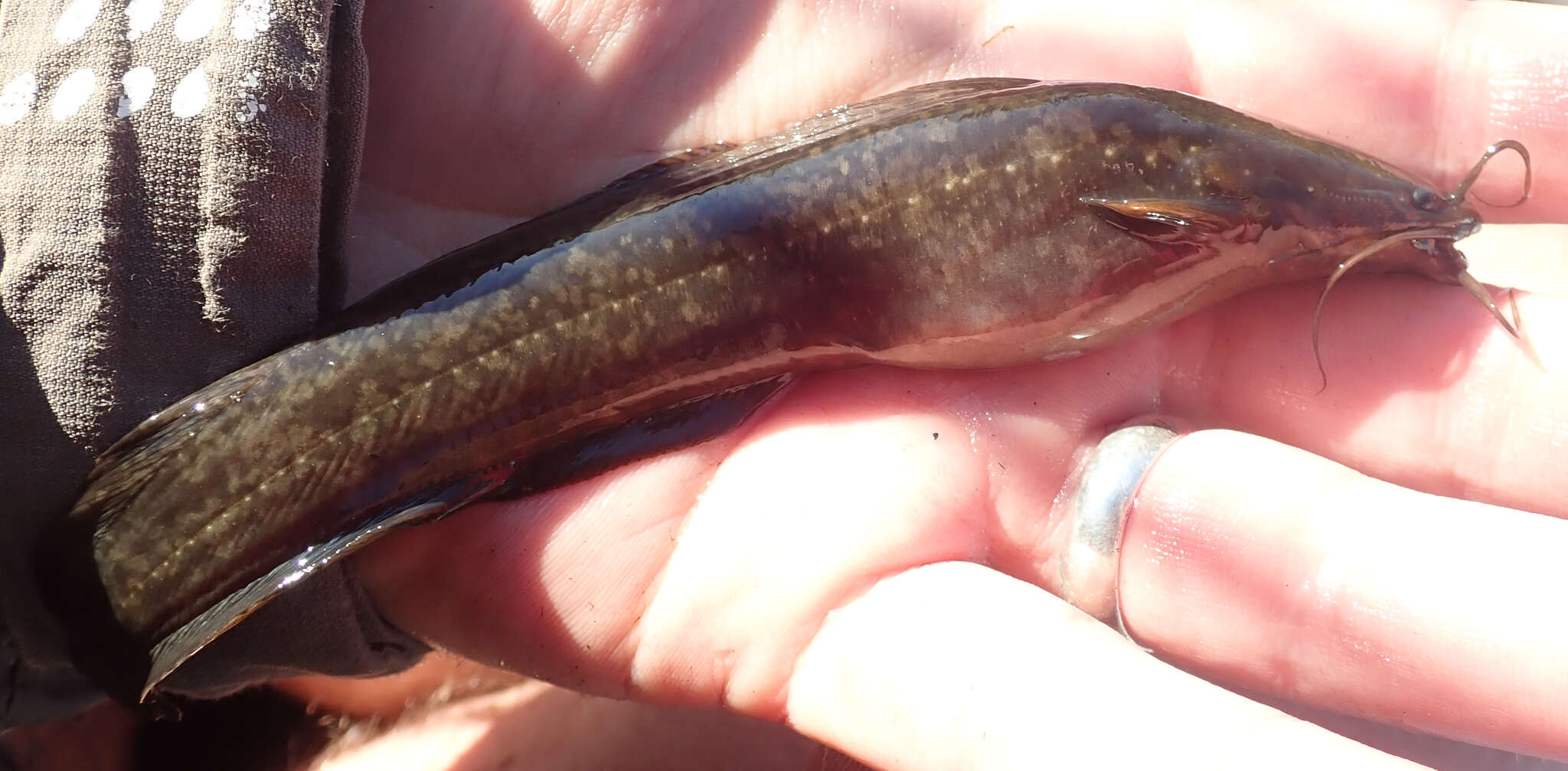 Image of Snake catfish