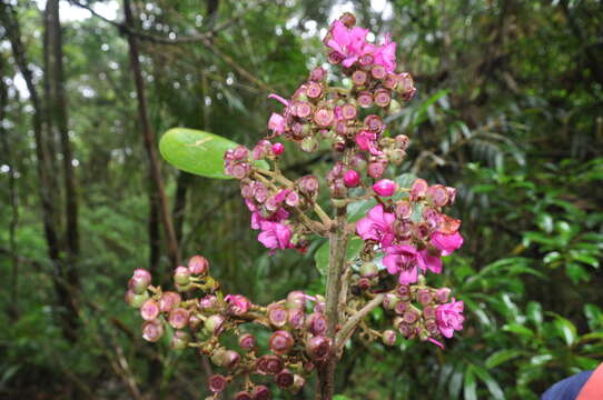 Image of Meriania macrophylla (Benth.) Triana