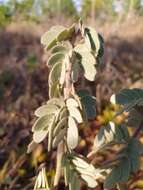 Image of Mimosa lanuginosa Burkart