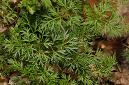 Conopodium resmi