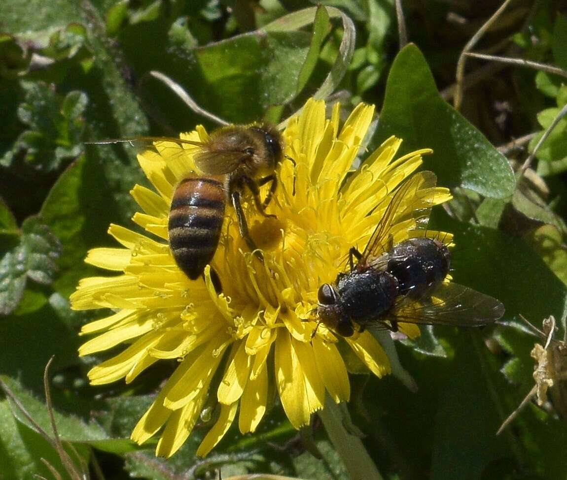 صورة Archytas marmoratus (Townsend 1915)