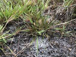 Image of cypress panicgrass