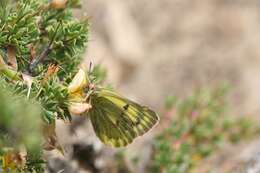 Image of Colias ladakensis Felder & Felder 1865