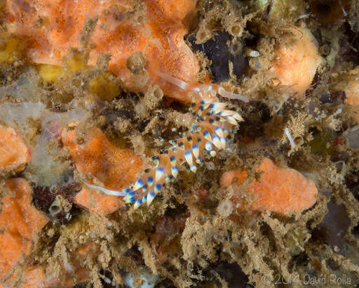 Image of White tipped red and white slug