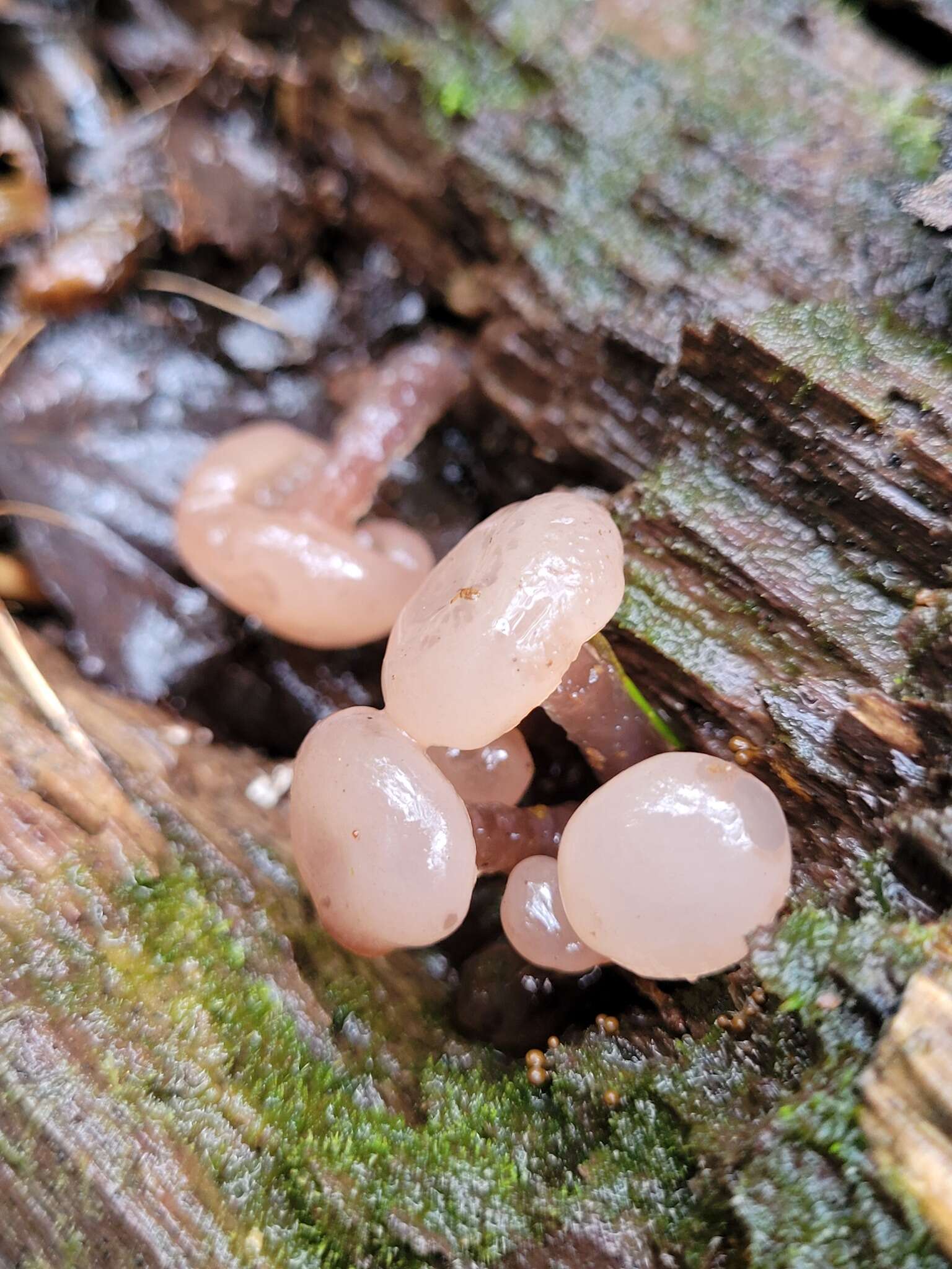 Image de Neocudoniella albiceps (Peck) Korf 1971