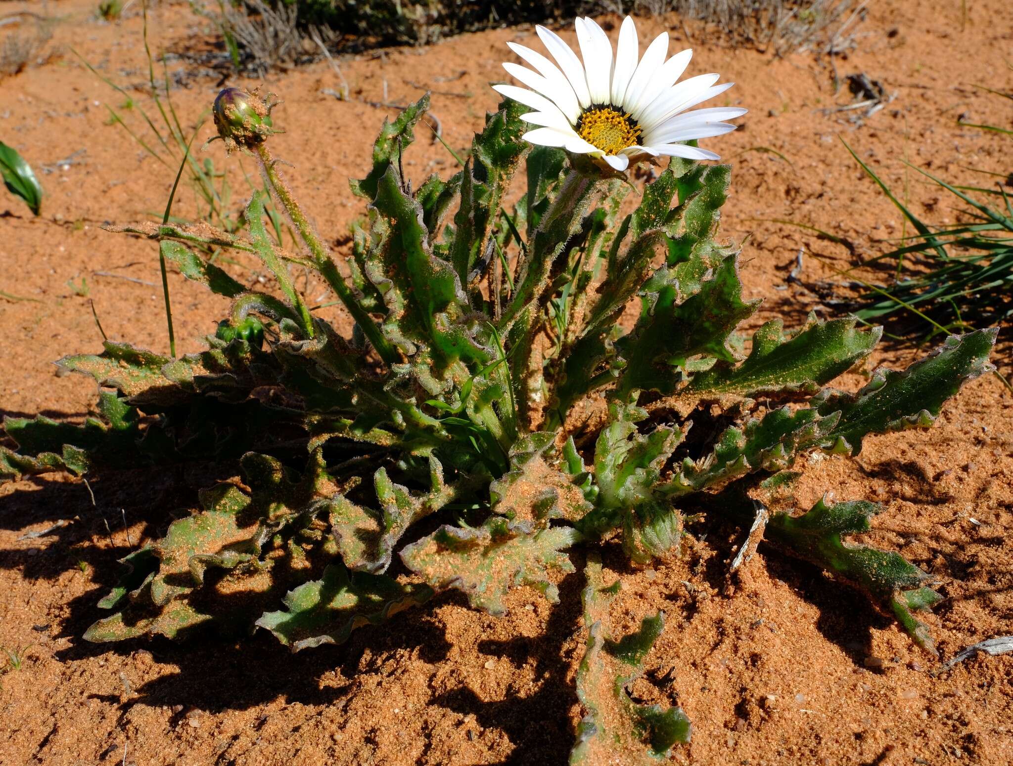 Image of Arctotis decurrens O. Hoffm.