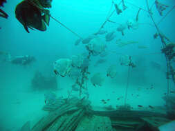 Image of Golden batfish