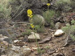 Слика од Erysimum capitatum var. capitatum