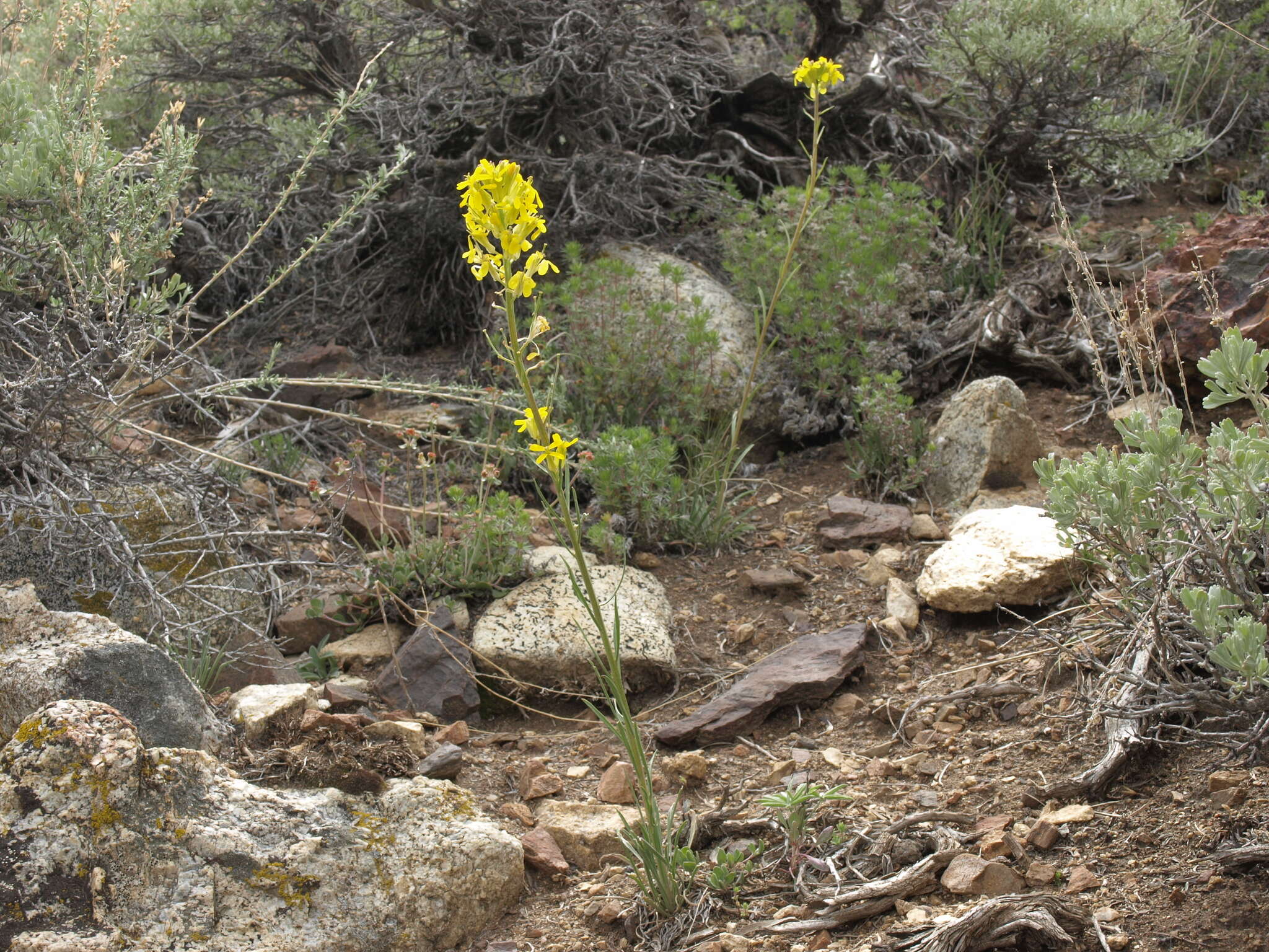 Слика од Erysimum capitatum var. capitatum