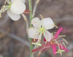 Imagem de Oenothera arida W. L. Wagner & Hoch