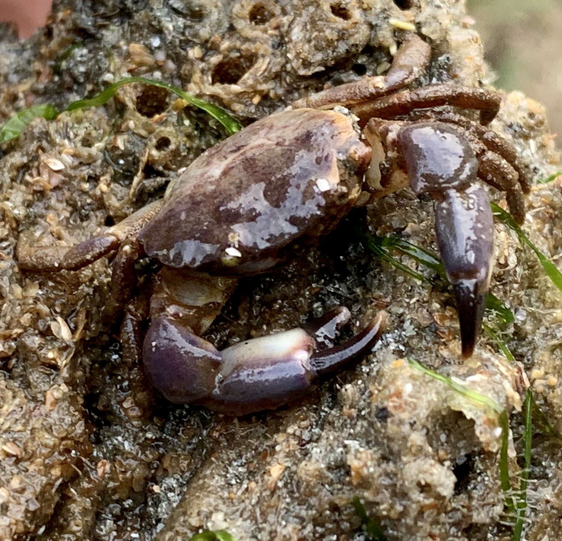 Image of lobate mud crab