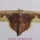 Image of Idaea flavicosta Dognin 1914