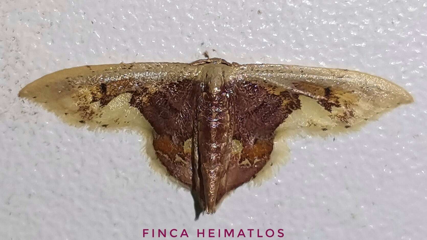 Image of Idaea flavicosta Dognin 1914