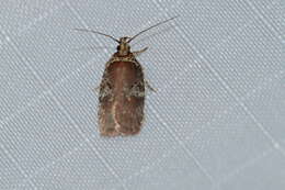 Image of Agonopterix lythrella Walsingham 1889