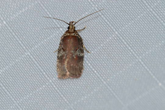 Imagem de Agonopterix lythrella Walsingham 1889