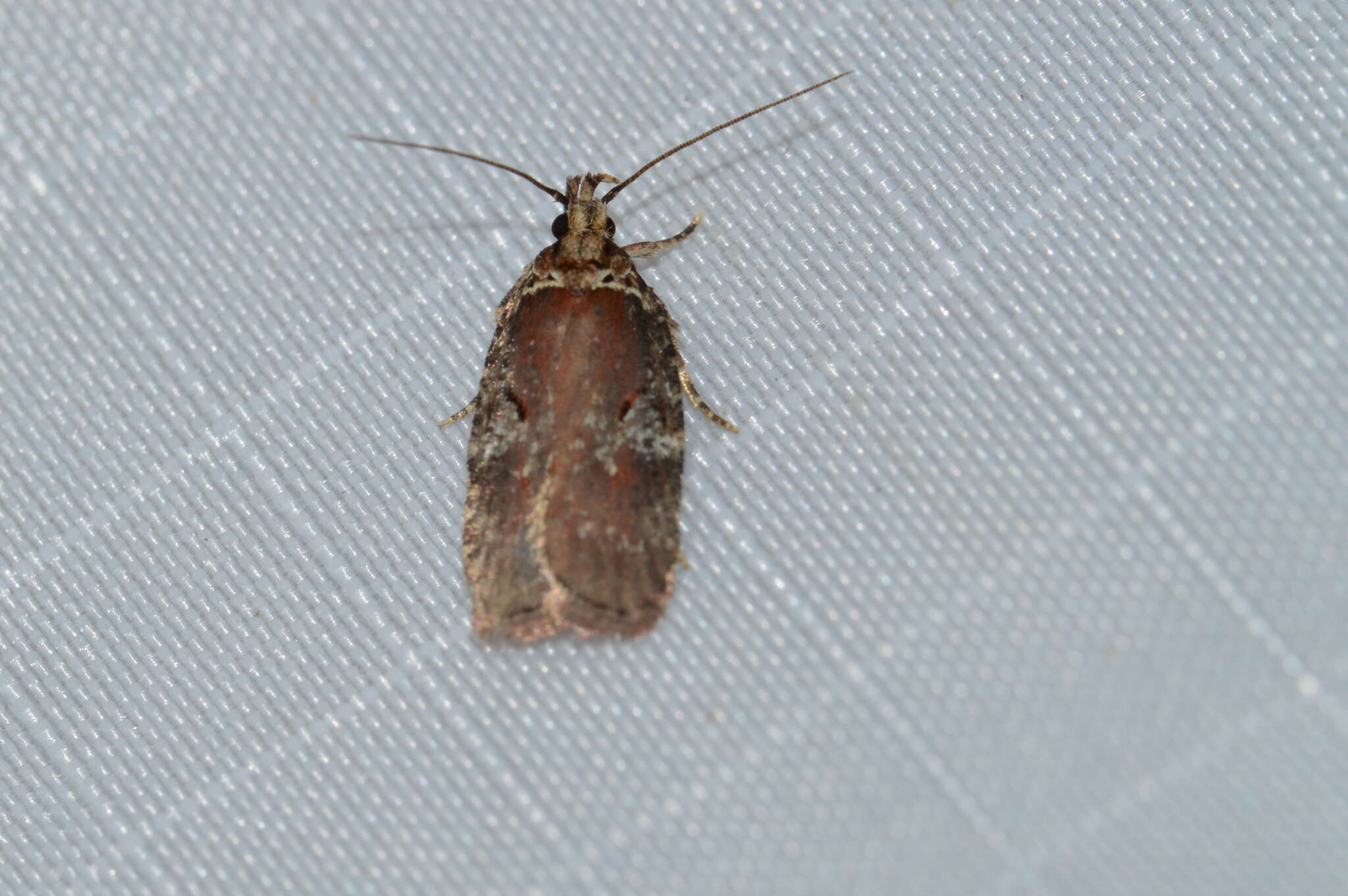 Imagem de Agonopterix lythrella Walsingham 1889