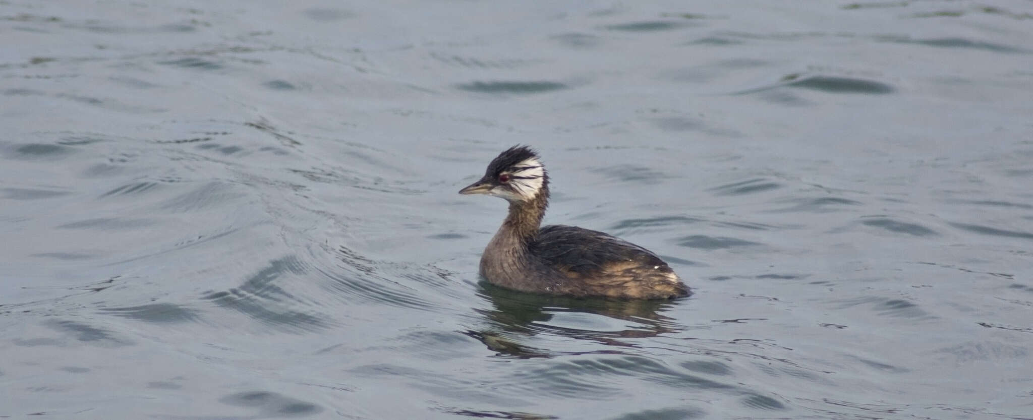 Image of White-tufted Grebe