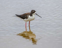 Image of Hawaiian stilt