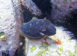 Image of Reaper cuttlefish