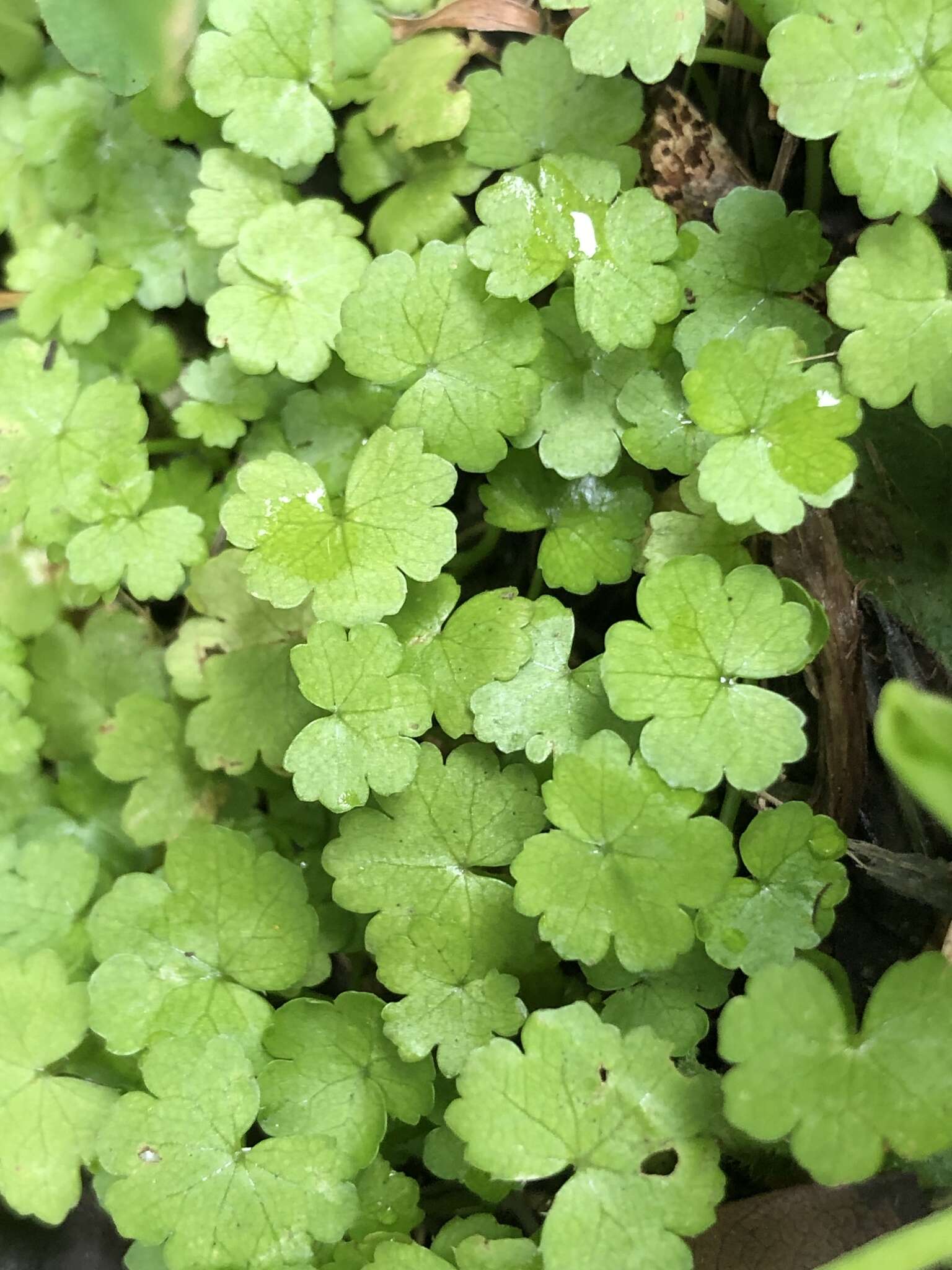 Hydrocotyle americana var. heteromeria (A. Rich.) Kirk resmi