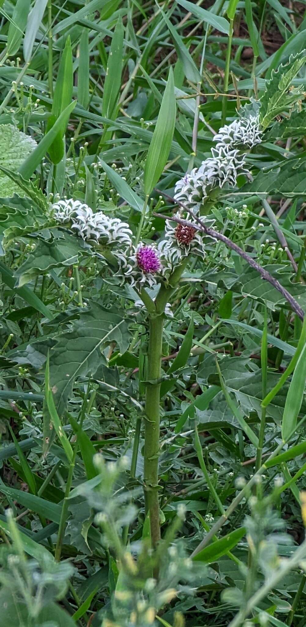 Imagem de Pacourina edulis Aubl.