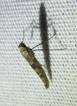 Imagem de Caloptilia strictella (Walker 1864)