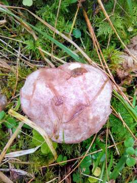 Image of Slippery white bolete