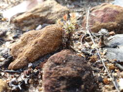 Image de Drosera scorpioides Planch.