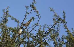 Image of African Desert Sparrow