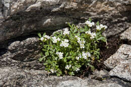 Plancia ëd Cardamine resedifolia L.