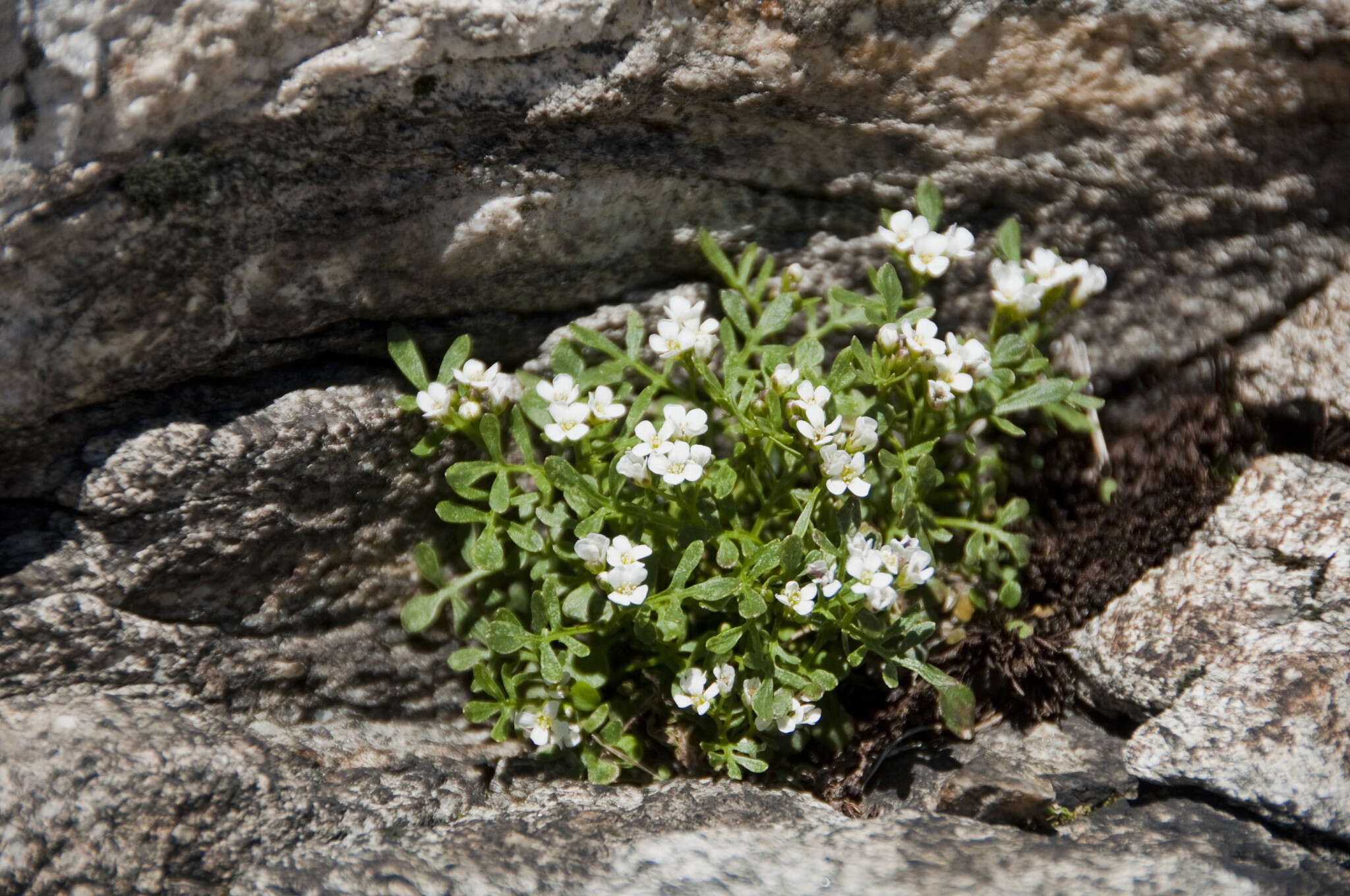 Plancia ëd Cardamine resedifolia L.