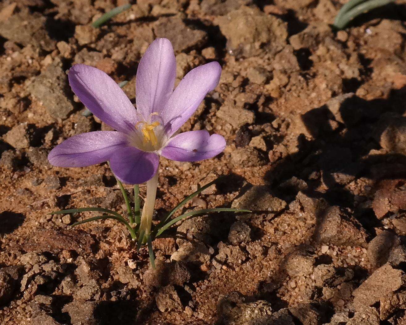 Image of Syringodea longituba subsp. violacea (M. P. de Vos) Goldblatt & J. C. Manning