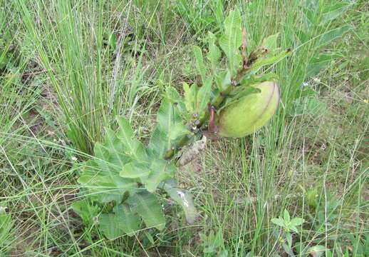 Image of Pachycarpus appendiculatus E. Mey.