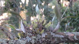 Image of Laelia autumnalis (Lex.) Lindl.