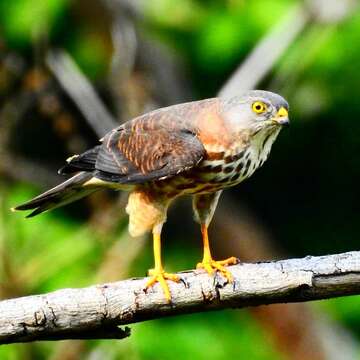 Image of Chinese Sparrowhawk