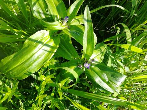 صورة Gentiana macrophylla Pall.