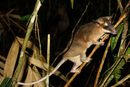 Image of brown four-eyed opposum