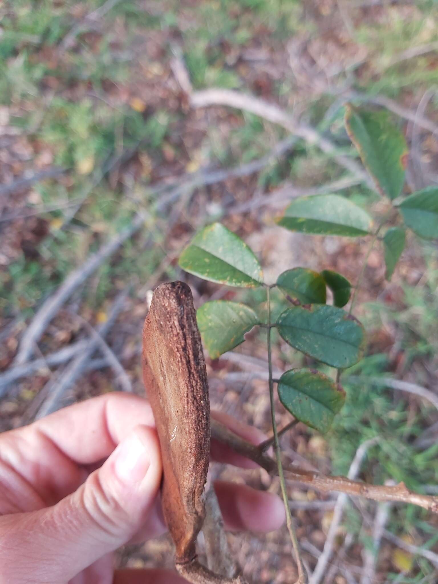 Plancia ëd Xylia torreana Brenan