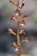 Image of Corallorhiza maculata var. maculata