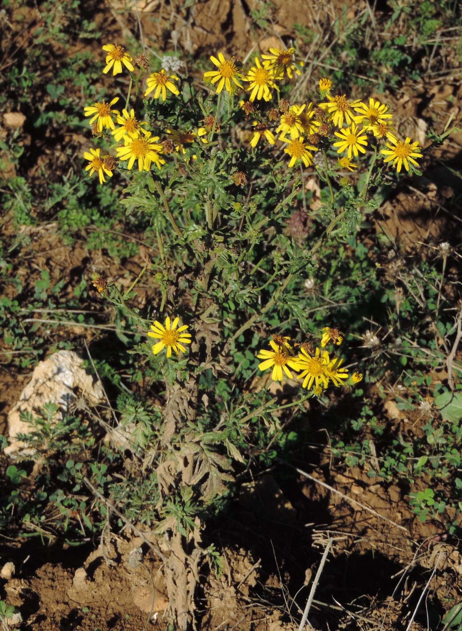 Image of Jacobaea erucifolia subsp. erucifolia