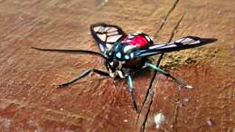 Image de Poecilosoma eone Hübner 1827