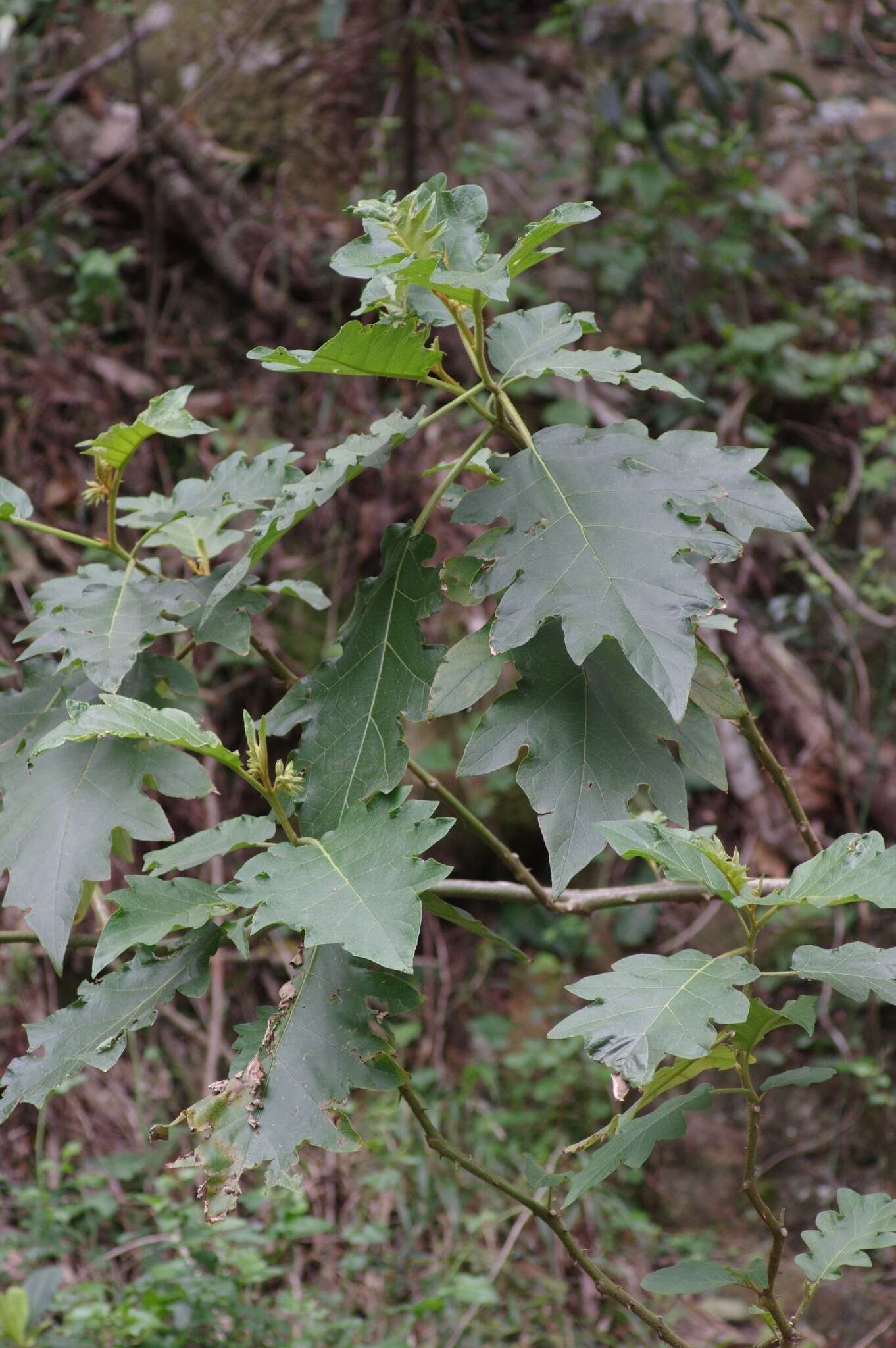 Solanum chrysotrichum Schltdl.的圖片