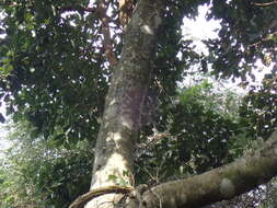 Cryptocarya latifolia Sond. resmi